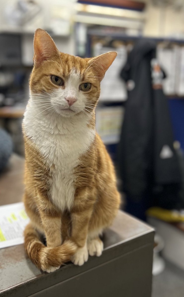 Today is #WorldMentalHealthDay 

Please do remember there is no shame in seeking help for your mental health

You can't see other people's mental health

Be kind always.
Be gentle with yourself too, always 🧡

#cats #cats #Cat #CatsOfTwitter