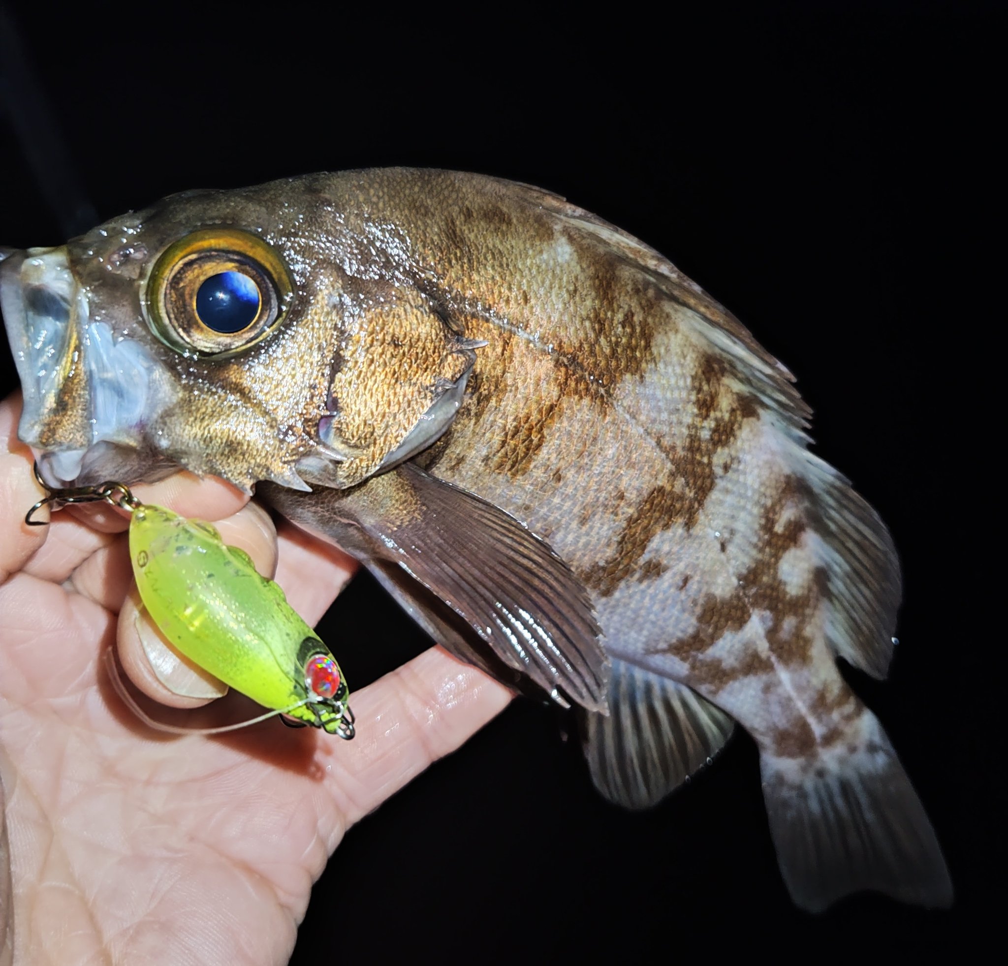 サンレモン 半魚人 ハチ f-marin_4535090147718