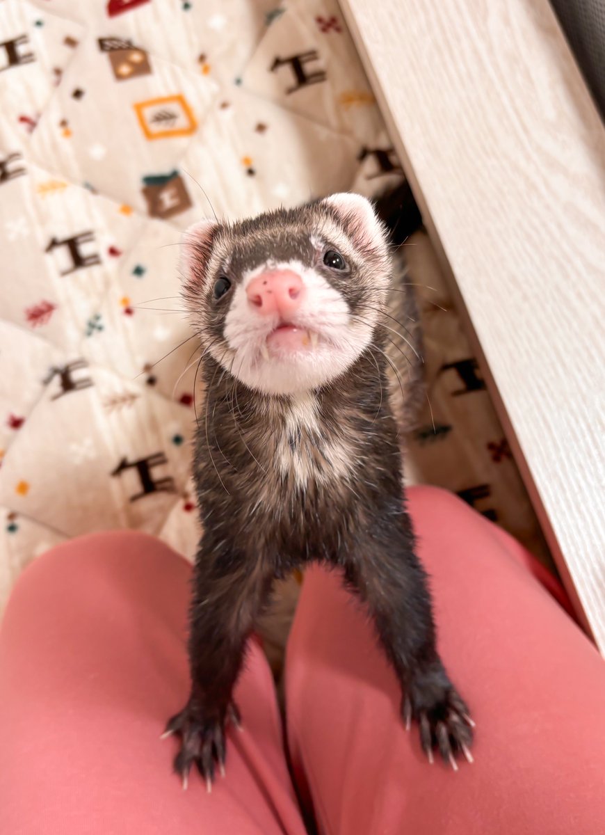 堂々とおねだりするイタチ💭🍖

#まる #フェレット #ferret