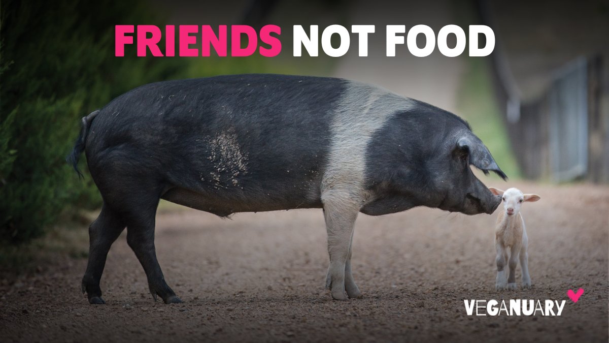 veganuary's tweet photo. RT if you agree this #WorldFoodDay! 🌱💚#Vegan https://t.co/foQh5VshTO