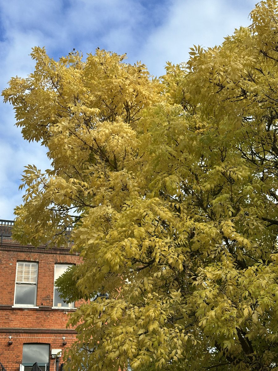A touch of fall color on the Thames Path at the Crabtree Pub.