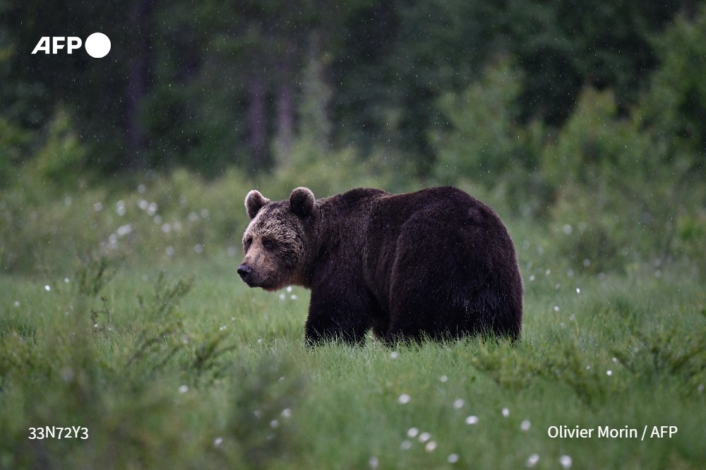 🐢Les populations de faune sauvage ont décliné de 73% en moyenne en 50 ans, selon l'indice de référence du Fonds mondial pour la nature (WWF) #AFP