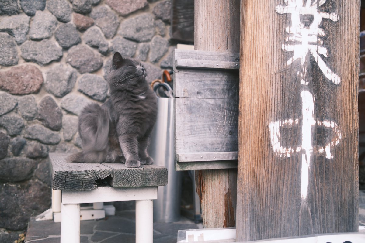 HIRATARYO_PHOTO's tweet photo. #X100VI
 #v100vi
fujifilm x100vi でスナップ猫 https://t.co/h3aR0EsoQD