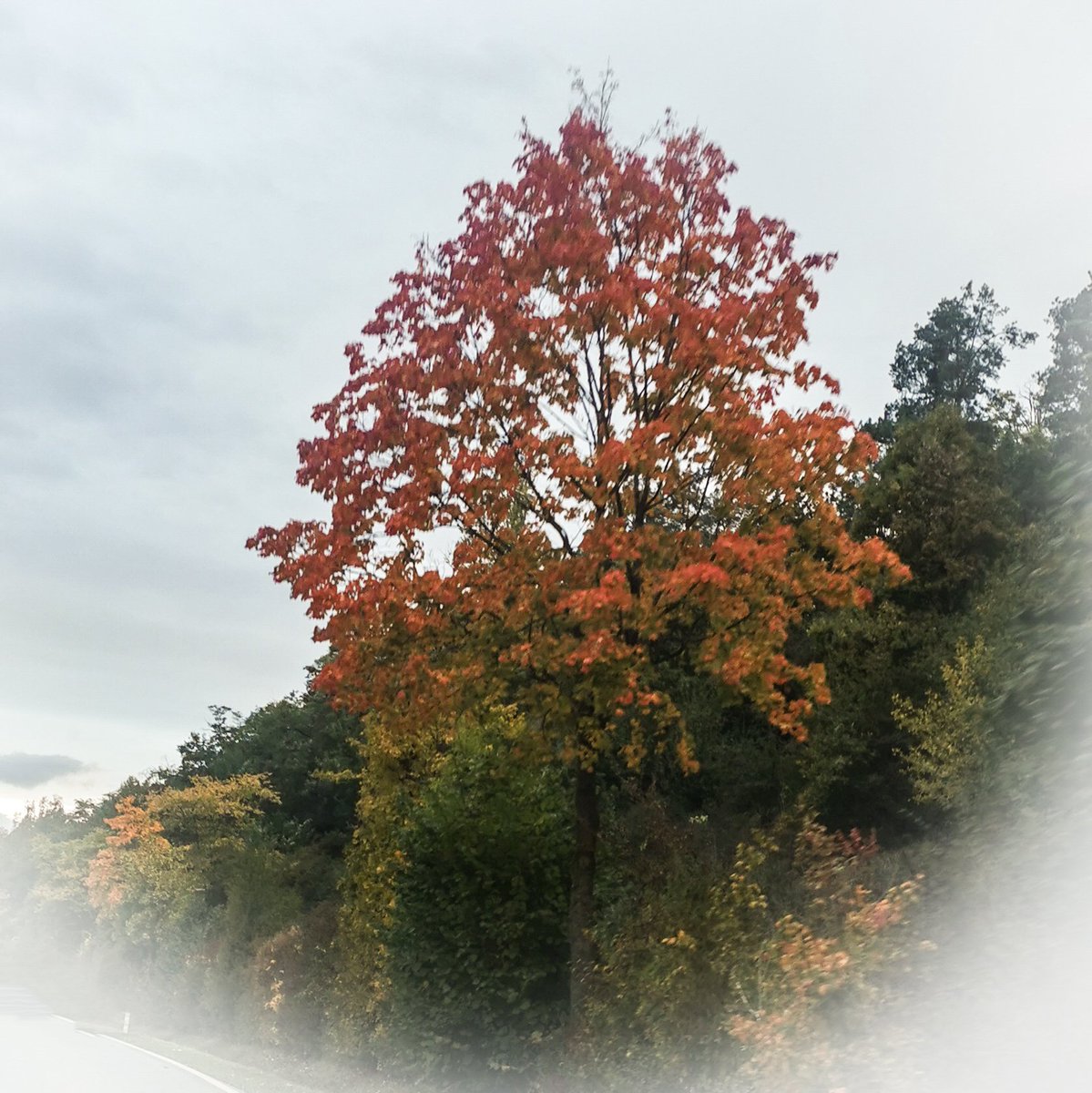 Herbststimmung, aber wir können trotzdem wachsen, wenn wir uns Gegenseitig unterstützen.

Ich bin kein riesen Acc hier, aber Ihr folgt mir trotzdem. Ich versprech Dir nichts Großartiges, keinen Durchbruch keine 10k Follower, nur daß ich zurück folge, wenn Du mir folgst und mir