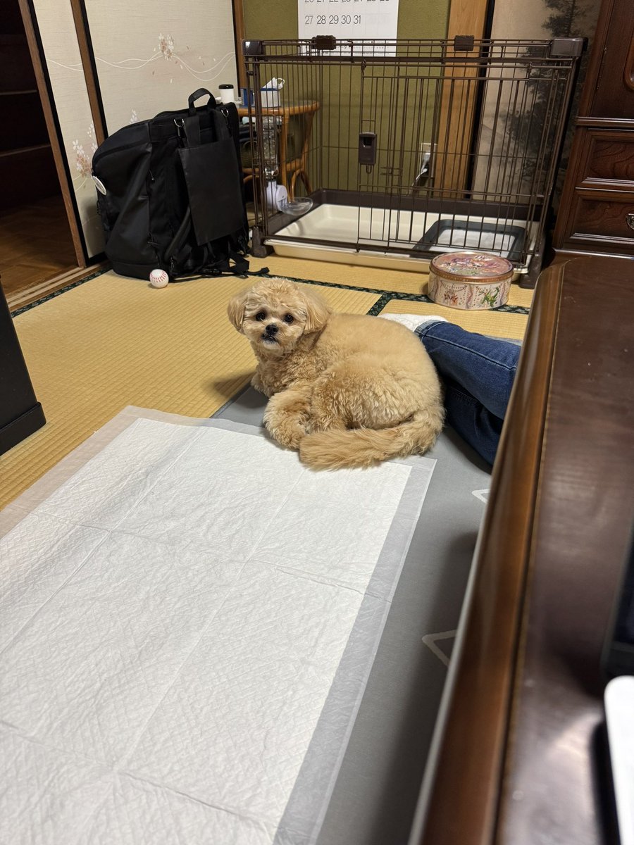 実家だいすきでかわいい