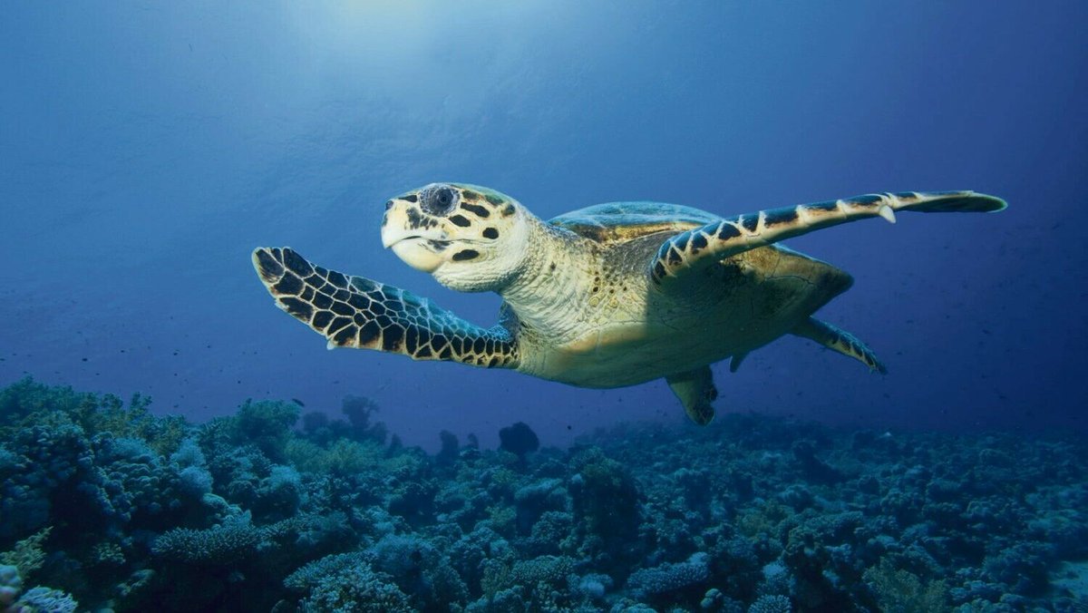 Biodiversité : les populations d’animaux sauvages ont baissé de 73 % en 50 ans, alerte le WWF 

➡️ l.humanite.fr/GAD