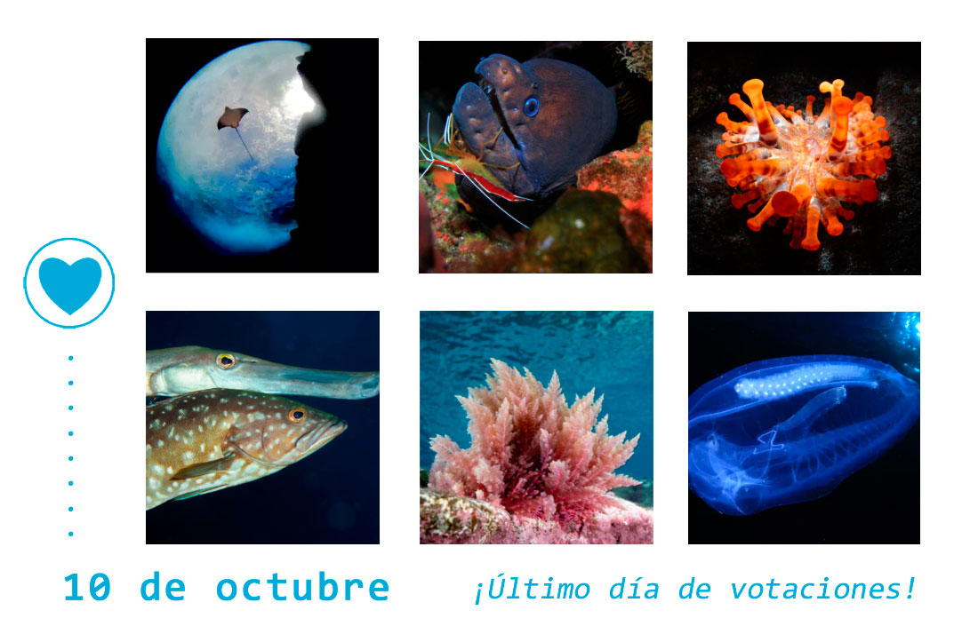 Último día para votar las imágenes del mes de septiembre👉online.fotosubelhierro.es/ultimo-dia-par…

#elhierro #fotosubonline #islascanarias #larestinga #uwphotography #underwater #fotosub #fotografiasubmarina #underwaterpics #uwpic #underwaterimages #oceanphotos #concursos #dive #apnea #freedive