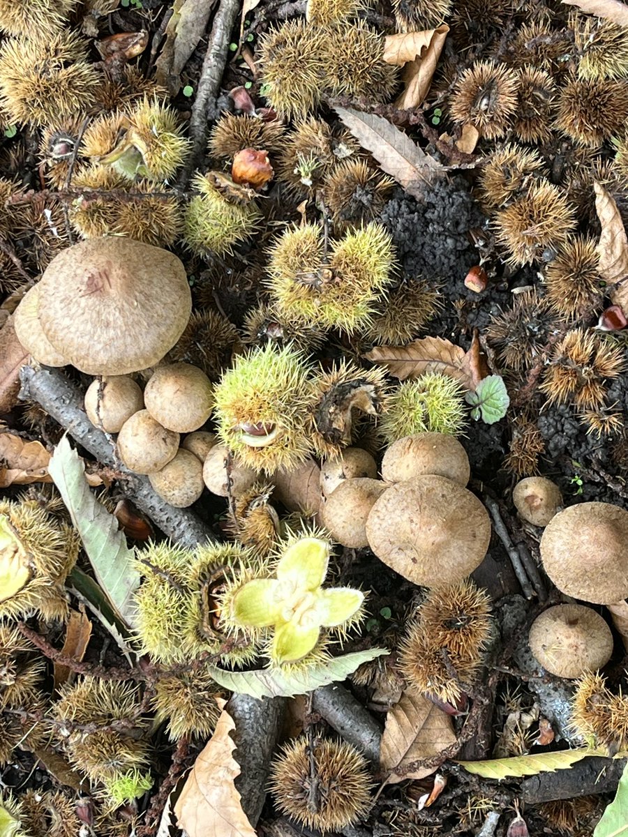 Crofton Park Station #lewisham #mushrooms
