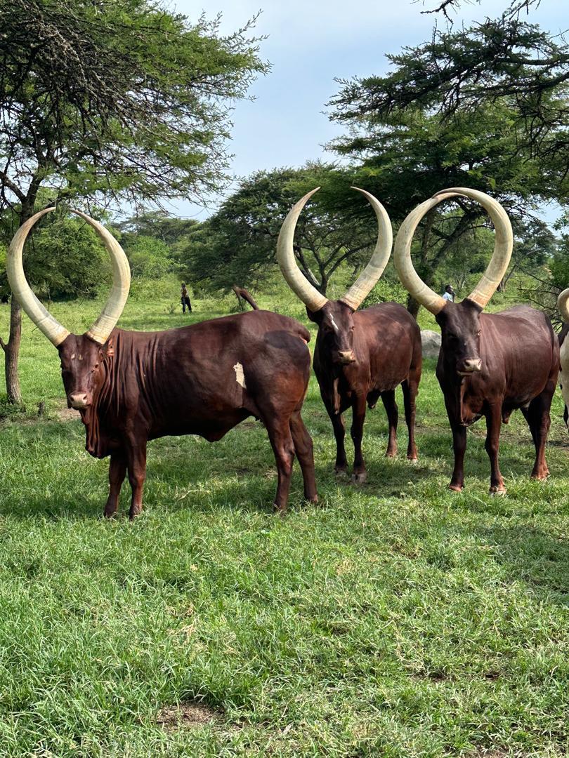 Ankole Cattle Breeders Society tweet media