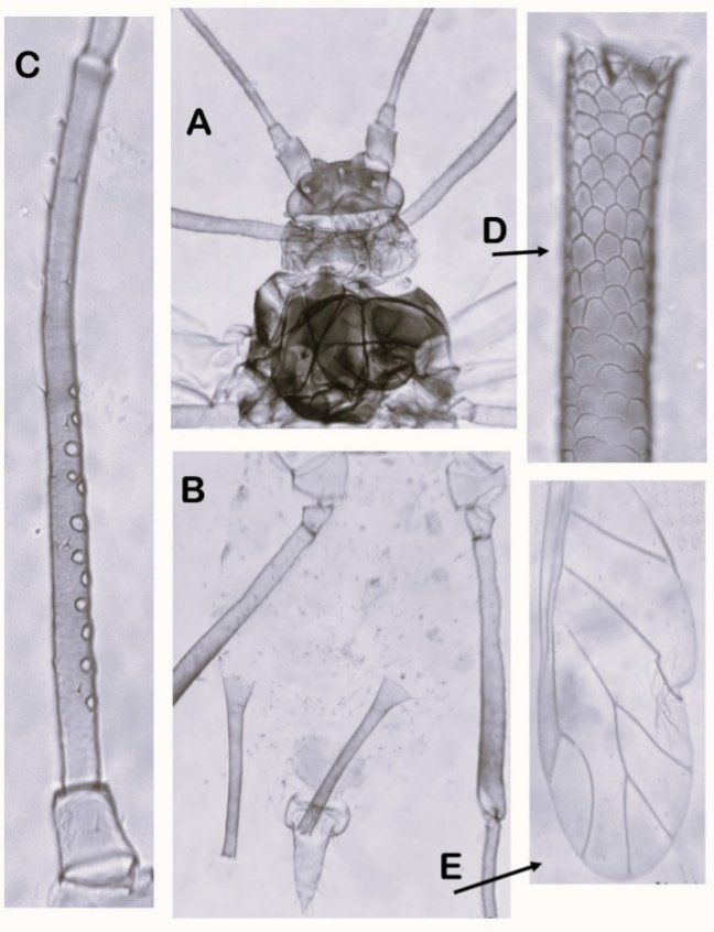Ve la luz una nueva monografía en Suplementos del Boletín de la Asociación española de Entomología 

Tres estudios taxonómicos sobre pulgones (Hemiptera, Aphididae) de América del Sur

Consulta o descarga gratis en: entomologica.es/publicaciones-…