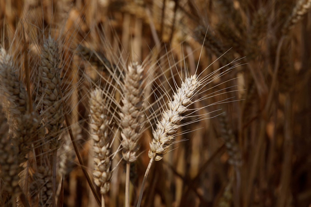 Wheat_ResearchCentre (@notts_wrc) on Twitter photo Very happy to announce that we have been awarded a £1.6M industrial partnership award by <a href="/BBSRC/">Biotechnology and Biological Sciences Research</a> in collaboration with <a href="/KWSUKLtd/">KWS UK Ltd</a> for the development of an efficient hybrid wheat system led by Julie King
<a href="/UoNresearch/">Nottingham Research</a> <a href="/UoNPressOffice/">Uni of Nottingham Press Office</a> @PlantSciNottm <a href="/UoNBiosciences/">UoNBiosciences</a> <a href="/SurbhiG6/">Surbhi Grewal</a> <a href="/sbzipk/">Ian King</a> Very happy to announce that we have been awarded a £1.6M industrial partnership award by <a href="/BBSRC/">Biotechnology and Biological Sciences Research</a> in collaboration with <a href="/KWSUKLtd/">KWS UK Ltd</a> for the development of an efficient hybrid wheat system led by Julie King
<a href="/UoNresearch/">Nottingham Research</a> <a href="/UoNPressOffice/">Uni of Nottingham Press Office</a> @PlantSciNottm <a href="/UoNBiosciences/">UoNBiosciences</a> <a href="/SurbhiG6/">Surbhi Grewal</a> <a href="/sbzipk/">Ian King</a>