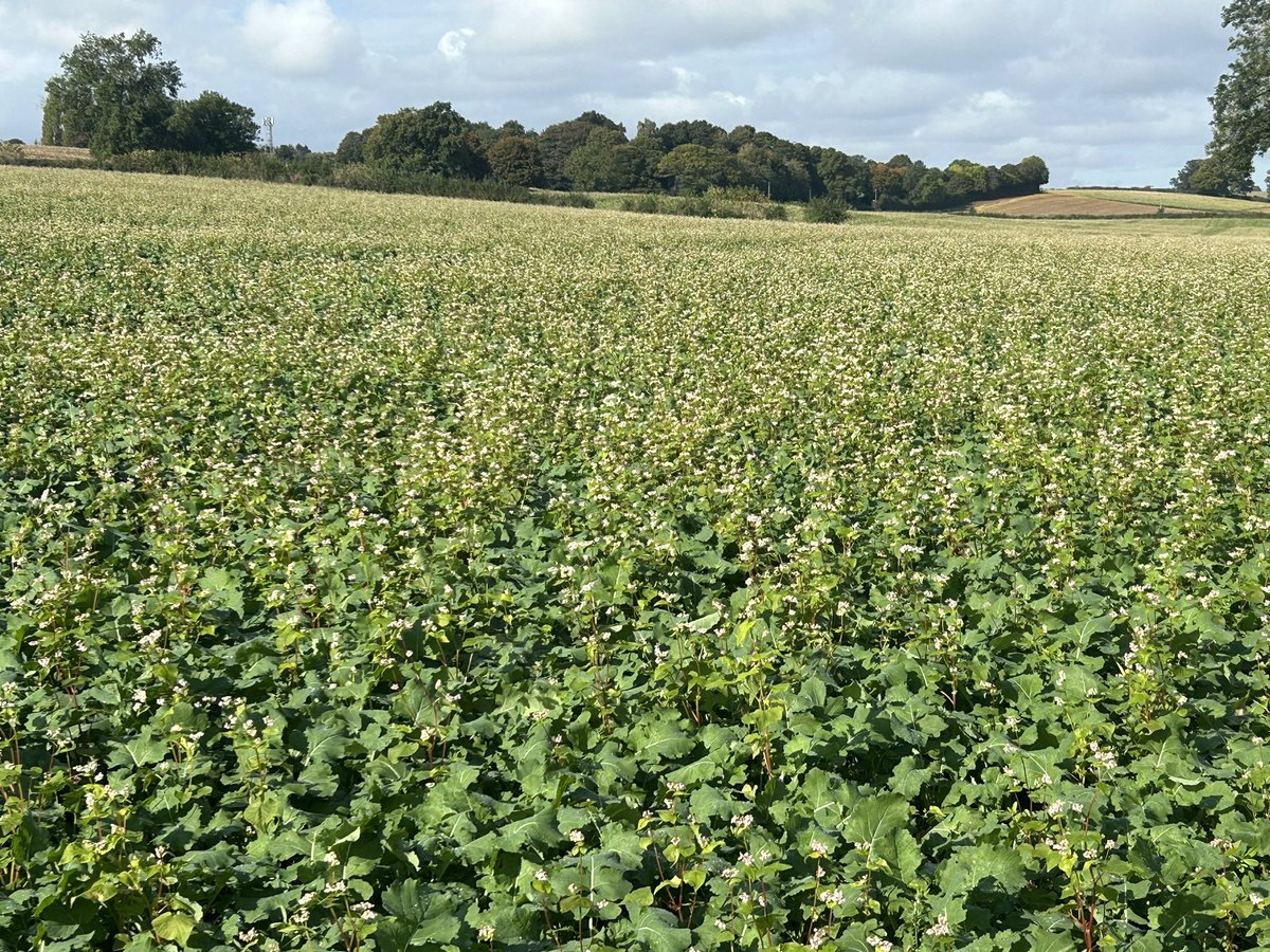 I may not have any wheat in the ground and the fields are as wet as 💩 but at least the OSR is looking good…. (Just should have planted more of it!)