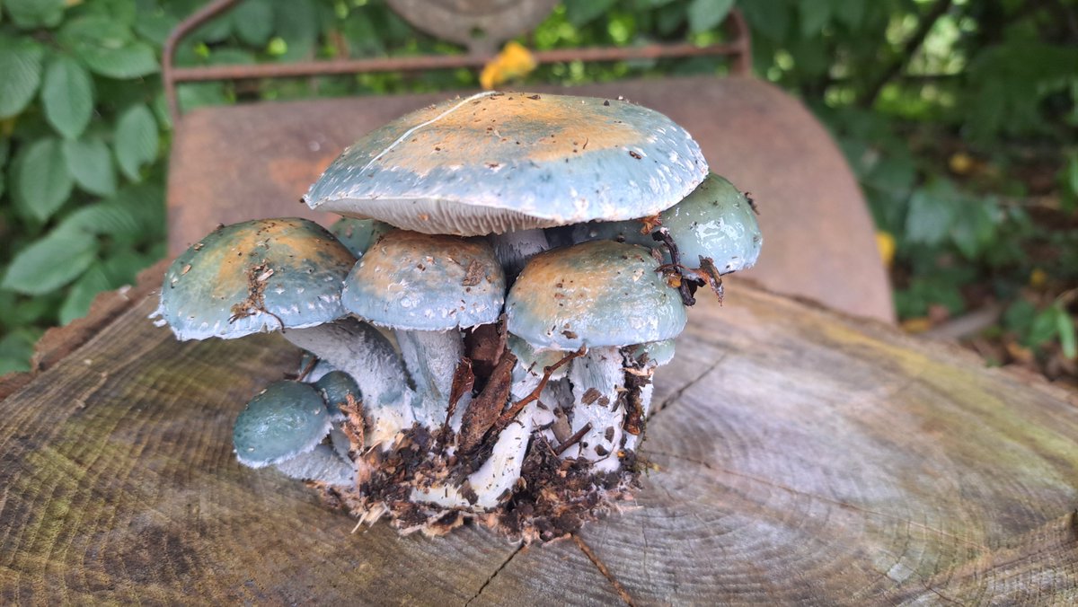 Interesting location for verdigris