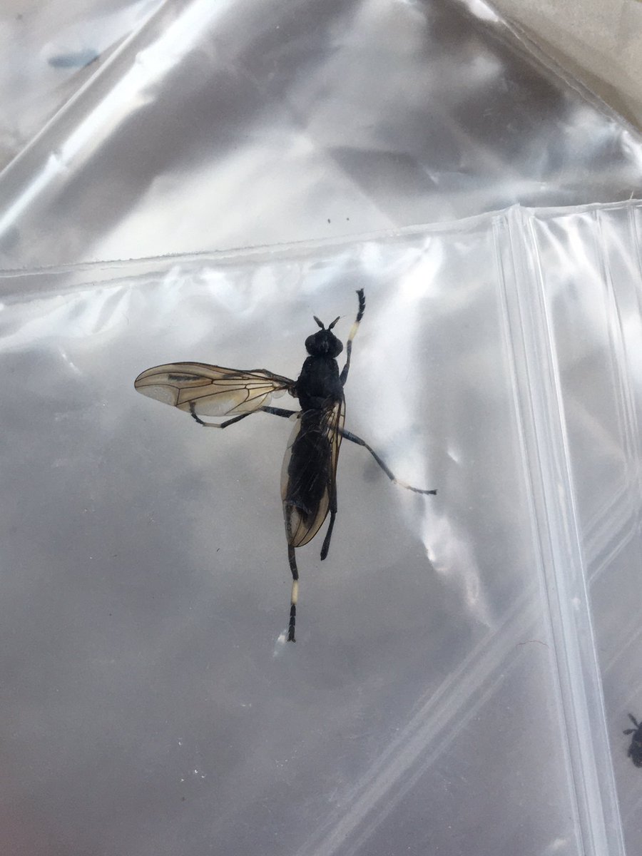 zootaxaで記載された