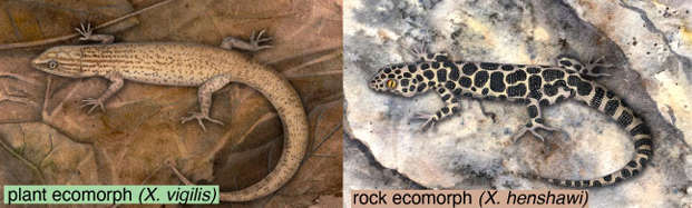 EvolJLinnSoc (@evoljlinnsoc) on Twitter photo The diversity of life has been formed through a variety of processes, leading to the species present today. Here, the speciation of Night Lizards was investigated, summarising research approaches & identifying areas of growth
academic.oup.com/evolinnean/adv…
<a href="/LinneanSociety/">The Linnean Society of London</a> <a href="/geckofujita/">Matthew Fujita</a> The diversity of life has been formed through a variety of processes, leading to the species present today. Here, the speciation of Night Lizards was investigated, summarising research approaches & identifying areas of growth
academic.oup.com/evolinnean/adv…
<a href="/LinneanSociety/">The Linnean Society of London</a> <a href="/geckofujita/">Matthew Fujita</a>