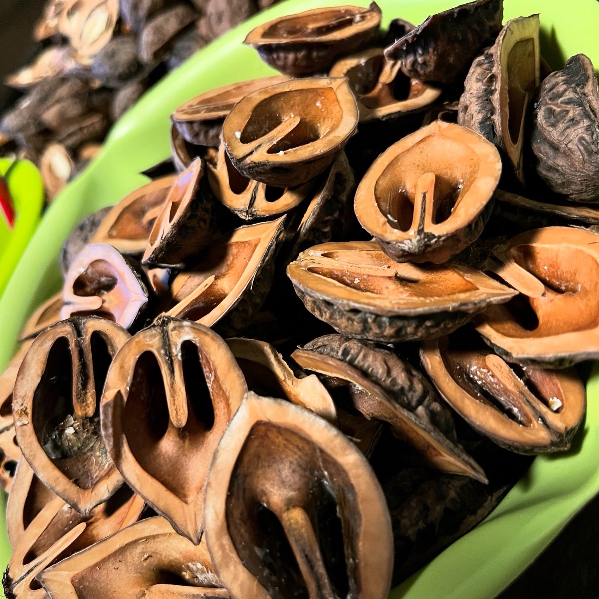 ビワの木 びわの原木 丸太