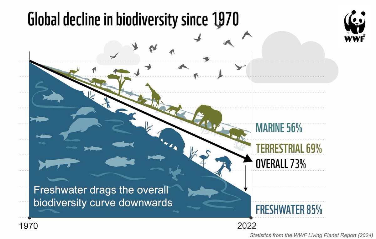 🤯 85% decline in freshwater biodiversity since 1970. 

My heart is heavy today. 

Today’s #LivingPlanetReport is stark. 

But it’s when I think about what they really mean that my anxiety rises…
🧵👇🏻