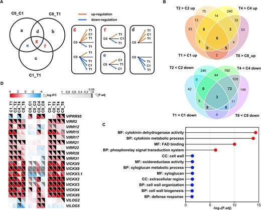 Hortres's tweet photo. Study uncovers VlMYB59-VlCKX4 module regulating CPPU-induced grape fruit set, offering insights into yield potential &amp; breeding. #GrapeFruitSet #MolecularMechanism @OxfordJournals 
Details:https://t.co/j5zgoN4GZb https://t.co/2TdA4EwbuV
