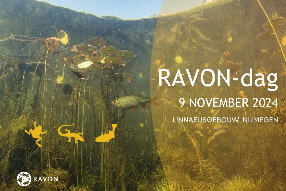 Kom naar de RAVON-dag op 9 nov 2024: alles over reptielen, amfibieën en vissen. Met 15 (!) inspirerende lezingen, films, workshops en een markt met natuurboeken, veldwerkmaterialen en informatiestands.🦎🐍🐸 Programma en aanmelden: ravon.nl/ravondag