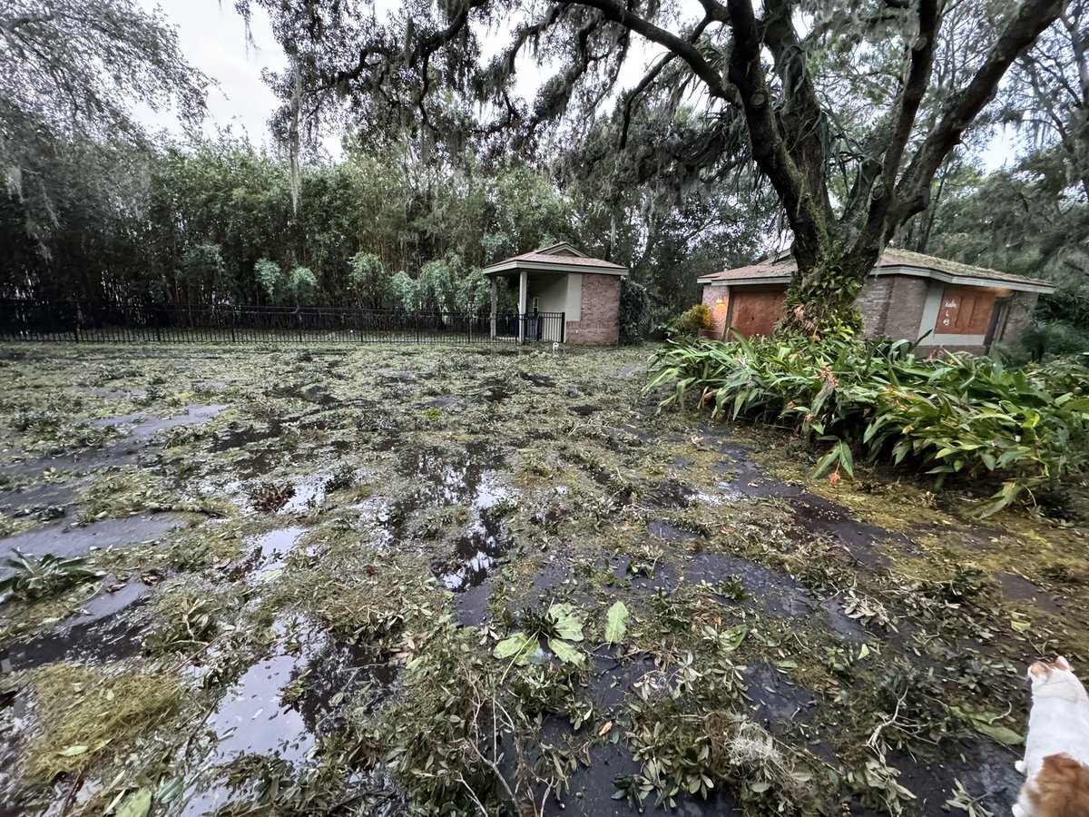 Gothalion tweet media