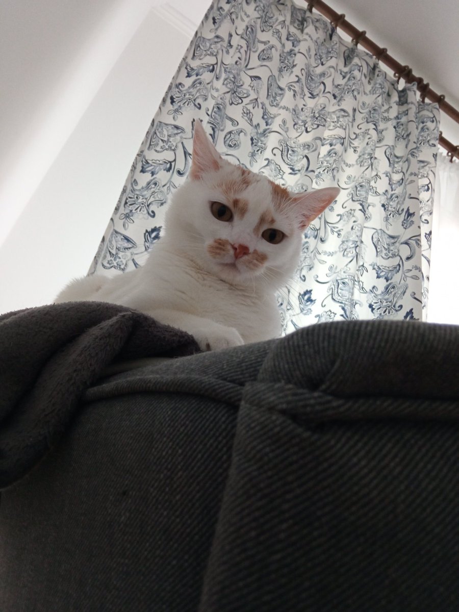 PowislanQua's tweet photo. Ja tutaj czytająca wasze tweety z ukrycia: https://t.co/pPV5yjIVKJ