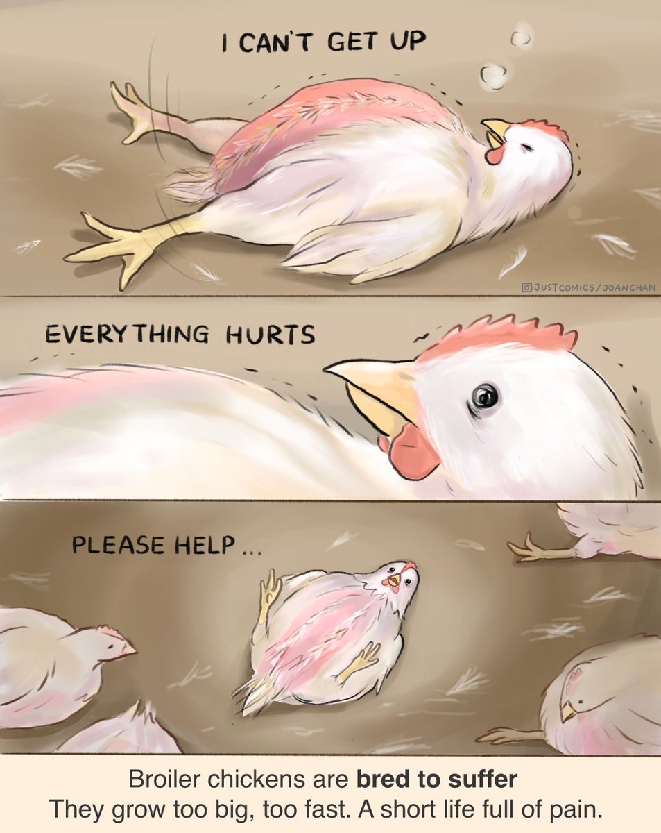 So many chickens die factory farms before even making it to the slaughterhouse.

Their legs give up due to the sheer weight of their body. Genetically manipulated to not only maximize growth and profits, but also suffering.

This happens to tens of MILLIONS of chickens every