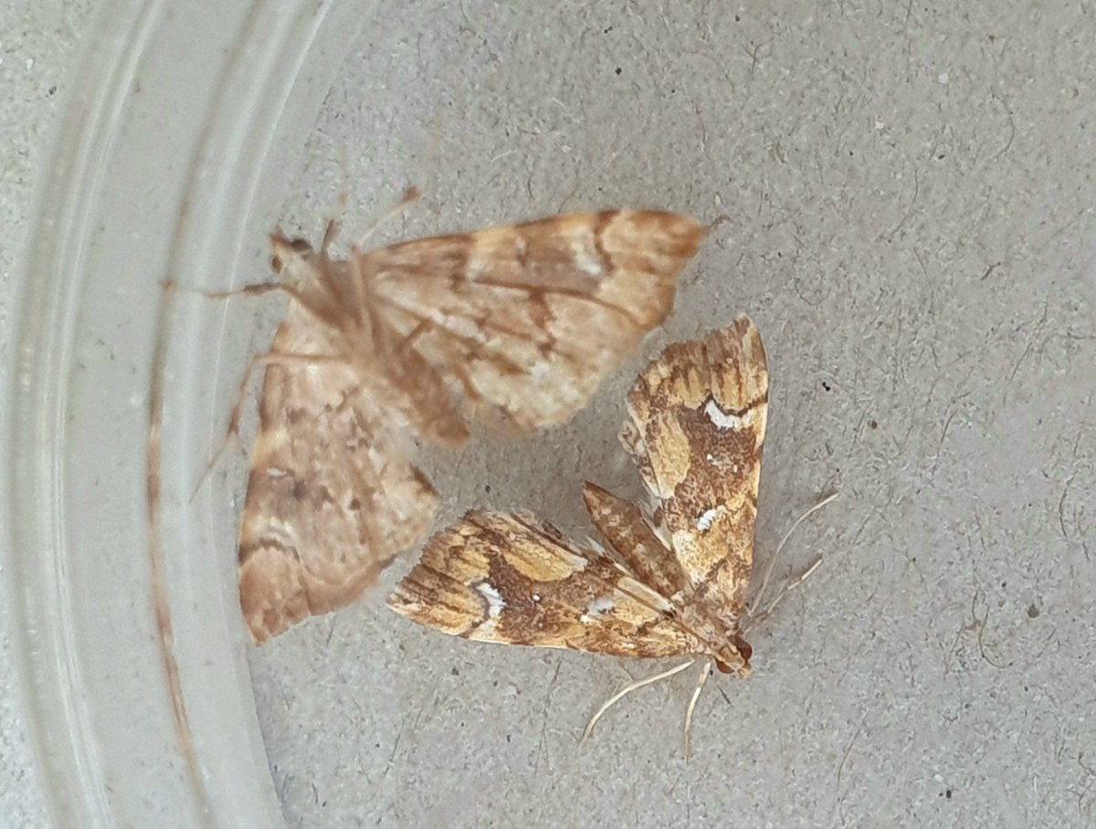 RareChat (@sibe4me) on Twitter photo Easington Moths.. so, a first for Yorkshire a couple of days ago, Marbled Fern Musotima nitidalis must have arrived en masse...last night I caught 2 more... amazing! So..a tweet dedicated to this pretty little adventurer 😁 <a href="/DoubleKidney/">Charles Fletcher</a> <a href="/MigrantMothUK/">Migrant Lepidoptera</a> <a href="/MOTHIDUK/">UK Moth Identification</a> <a href="/BritishMoths/">British Moths</a> Easington Moths.. so, a first for Yorkshire a couple of days ago, Marbled Fern Musotima nitidalis must have arrived en masse...last night I caught 2 more... amazing! So..a tweet dedicated to this pretty little adventurer 😁 <a href="/DoubleKidney/">Charles Fletcher</a> <a href="/MigrantMothUK/">Migrant Lepidoptera</a> <a href="/MOTHIDUK/">UK Moth Identification</a> <a href="/BritishMoths/">British Moths</a>
