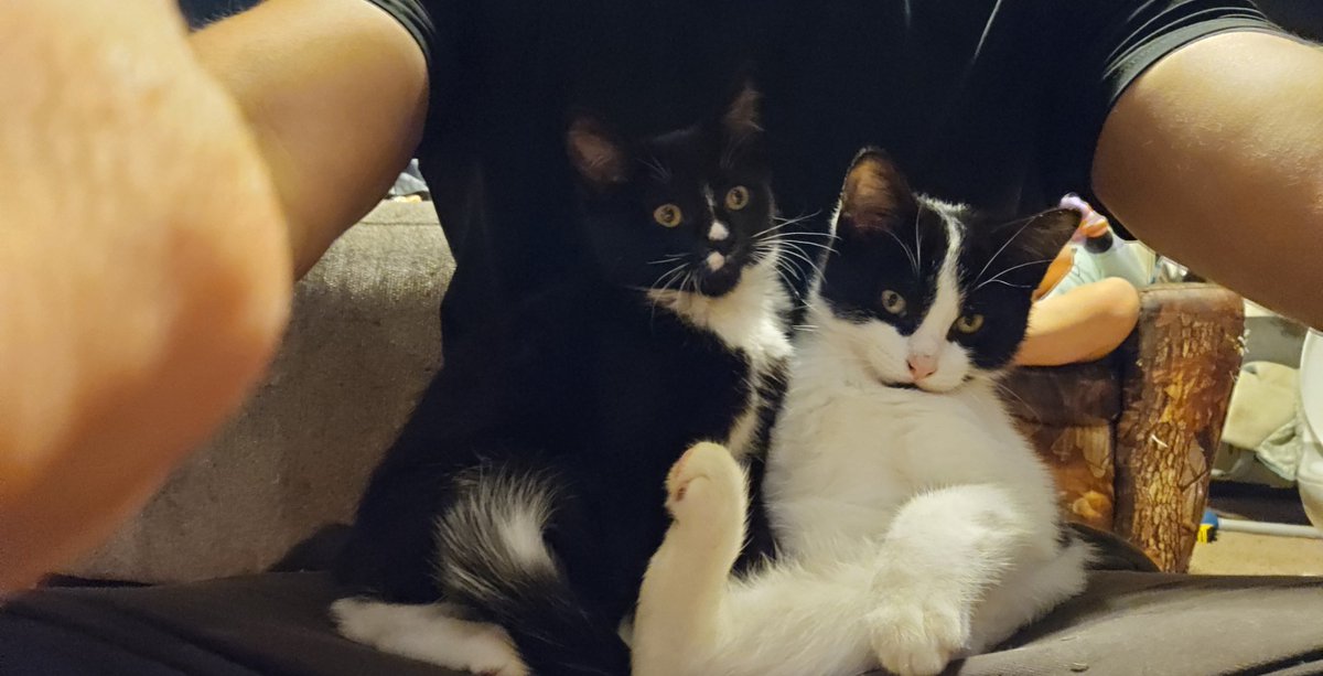 𝖂𝖔𝖑𝖋 🐺🌲 ⛺(open for Collabs) tweet media