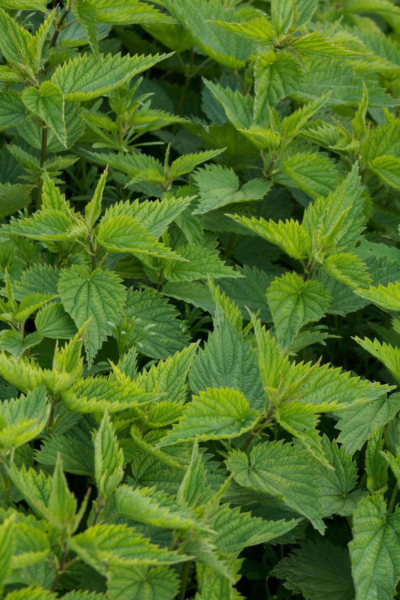 Emergency Medicine Journal (@emergencymedbmj) on Twitter photo Nettle-induced Urticaria Treatment Study (NUTS): demonstrating the joy of research through a randomised, blinded, placebo-controlled trial - a fun way to get people into research
Discussed here <a href="/RCEMevents/">RCEM Events</a> #RCEMasc
emj.bmj.com/content/early/… Nettle-induced Urticaria Treatment Study (NUTS): demonstrating the joy of research through a randomised, blinded, placebo-controlled trial - a fun way to get people into research
Discussed here <a href="/RCEMevents/">RCEM Events</a> #RCEMasc
emj.bmj.com/content/early/…