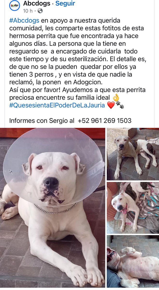 #Xalapa #Adopta♥️🐶
<a href="/VialidadXalapa/">Vialidad Xalapa 🚦 VX 🌎</a> <a href="/mayteponm/">Mayte P.</a> <a href="/mageba04/">Gina alarcon</a> <a href="/RoxanaAAT/">Feto de PicaFresa🍓</a> <a href="/marydebeck/">Maryde</a> <a href="/Corintiacruz/">Corintia Cruz Oregón</a> <a href="/tierraverde1943/">ℓια ₊˚.༄ *ﾟ🌱</a> <a href="/Ydlan/">Naldy Patricia</a> <a href="/PacoDizfinck/">𝗣𝗮𝗰𝗼 𝗗𝗶𝘇𝗳𝗶𝗻𝗰𝗸</a> <a href="/pilykuera/">Pily Peregrina</a> <a href="/aasullegna/">Angie Triaz🙏🏽</a> <a href="/penelopemoncayo/">Penélope Moncayo.</a> <a href="/betocova_/">Beto Covarrubias</a> <a href="/Mtra_Shaira/">Shaira</a> <a href="/rociosaiz/">Rocio Saiz</a> <a href="/fherciencias/">Soy Fher!</a> <a href="/CECILLIA36/">CECILIA MENDEZ</a> <a href="/sara_juarez/">saraliz</a> <a href="/MitziArias_/">Mitzi Arias</a> <a href="/camellinlove/">Porque soy xalapeño</a> RT!
