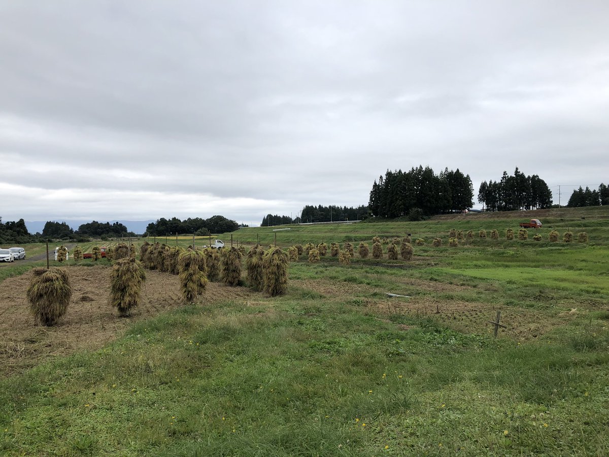 Ike_ic3's tweet photo. 10/6(日)に念願の稲刈りを行いました！

地域の方々と協力して、狭い箇所は手作業で行いました！

刈り取った稲は、【杭がけ】といって、画像2枚目のように干して、天日干しにします

脱穀がたのしみです！ https://t.co/bOjJkHxstb