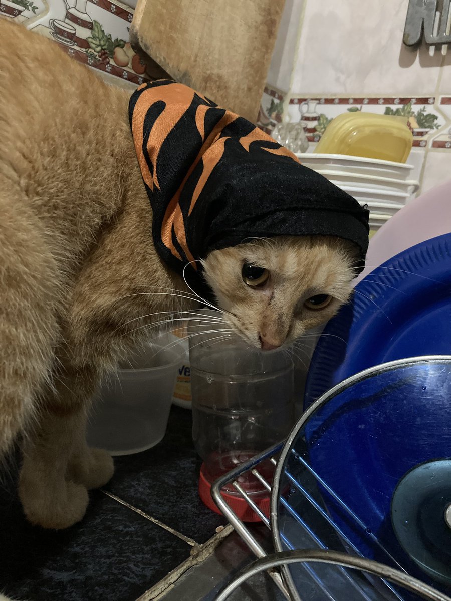 gabilanzillotti's tweet photo. Nala, hija de una gata que adoptamos y se mudó por su cuenta a la casa de la tía de Dawer (mi pareja). https://t.co/IvJD8S5jxd