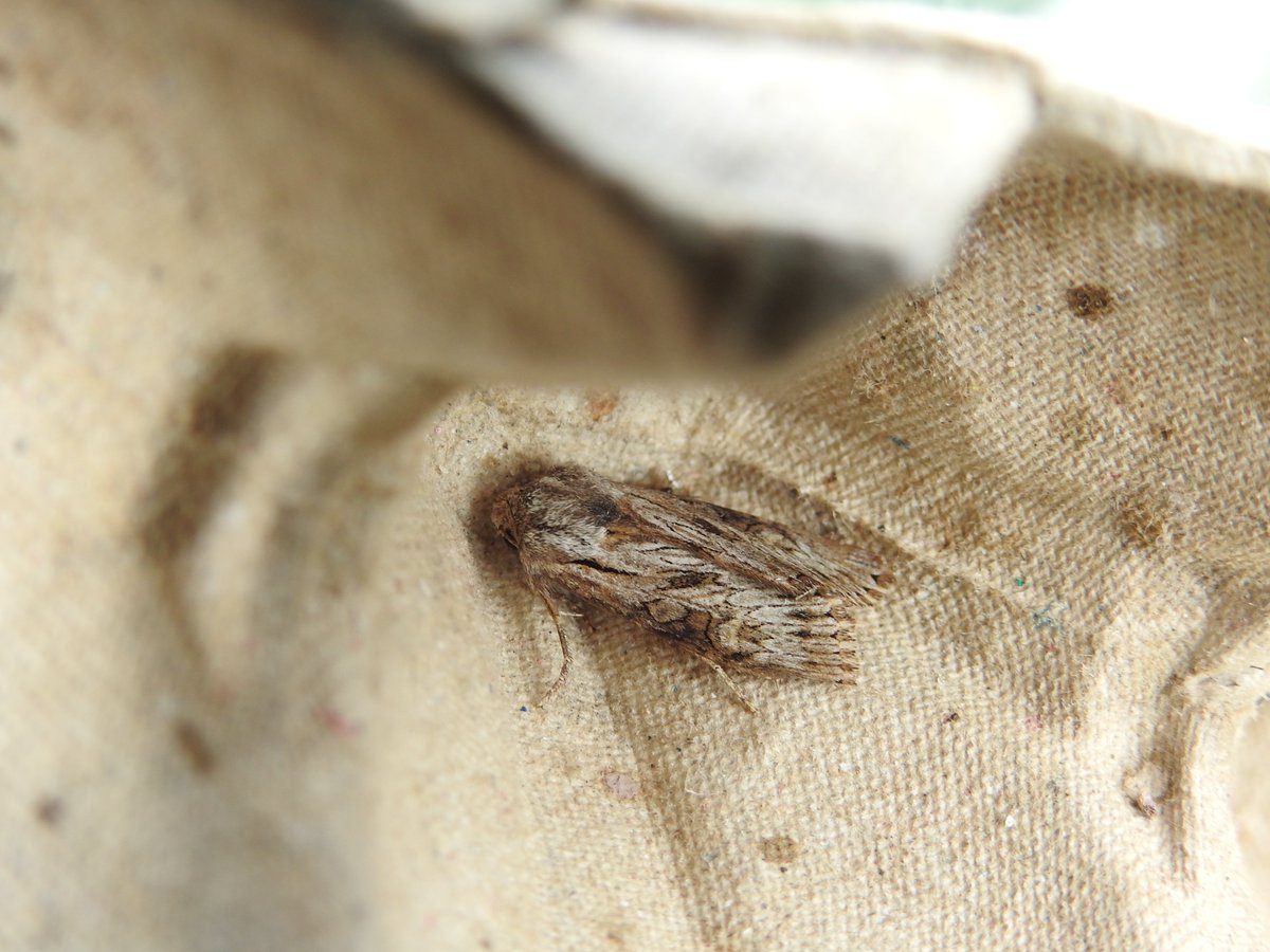 Frank Cavanagh tweet media