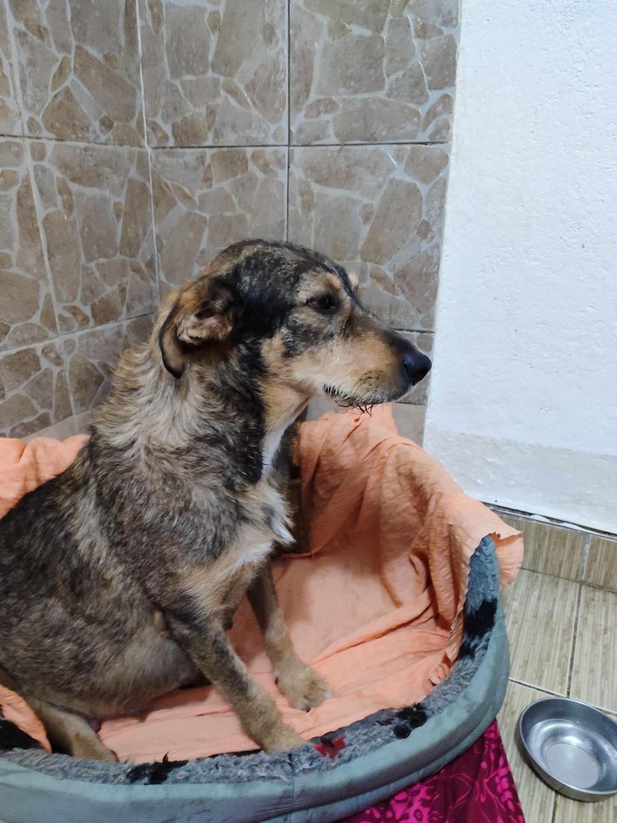 BosniaCatsDogs's tweet photo. URGENT 

A highly pregnant mum on the streets was in great danger. 
Naida stepped up as always and found an amazing foster. 
She was just 2 days away from giving birth so we were just in time!
This amazing dog gave birth to 13, yes 13 babies!
unfortunately she didn’t have enough milk, So the foster bottle fed them all.
They are all thriving, gaining weight and looking good. ❤️
Had she given  birth on the streets possibly non of these pups would have survived 😢
We need to raise the funds for their foster care, vaccines, vetting and spaying of mum.
HUGE amount but it is 14 dogs!
Total 3,200
Please mark ‘Mum and 13’
THANK YOU 🙏❤️🐾

https://t.co/Xr2hmsJF5M