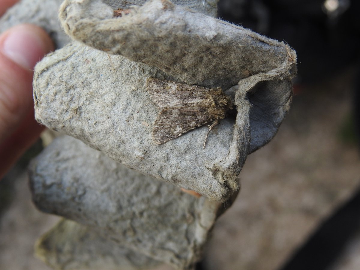 Frank Cavanagh tweet media