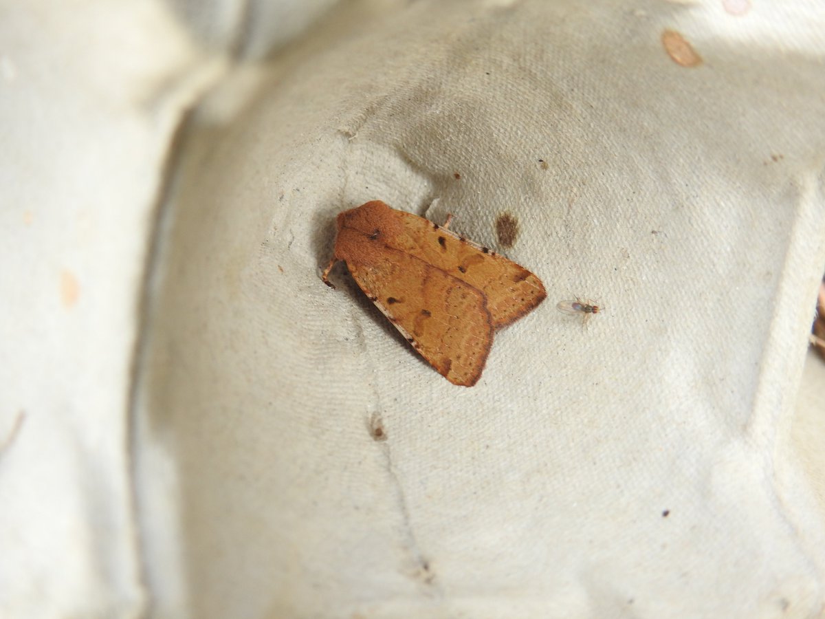 Frank Cavanagh tweet media