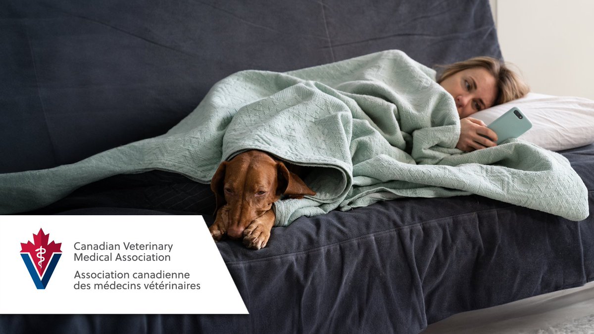 Today is World Mental Health Day. Did you know that 1 in 2 Canadian veterinarians feel burned out from work?

We're dedicated to providing mental health and wellness support for Canadian veterinarians and veterinary students. Learn more: ow.ly/uZEb50TIOW1 #VetCareEverywhere