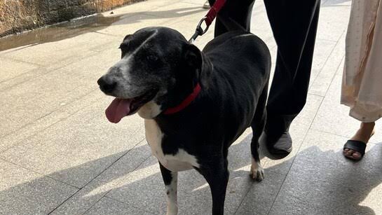 रतन टाटा जी को कुत्तों से बहुत लगाव था, अभी उनका डॉग GOA उनके साथ रहता था,

कल रात रतन टाटा के देहांत के बाद से ही GOA ने कुछ भी नहीं खाया है, उसे रतन टाटा के अंतिम दर्शन के लिए लाया गया तो 

वह ऐसे ही चुपचाप रतन टाटा के शव के पास बैठा रहा और जब किसी ने हटाना चाहा तो वह हटने को