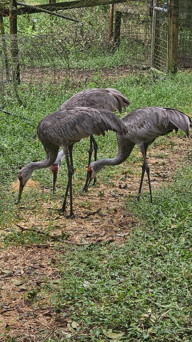 alienslacker's tweet image. Crane family is safe and showed up for food 😜