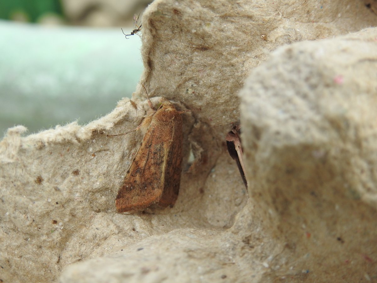 Frank Cavanagh tweet media