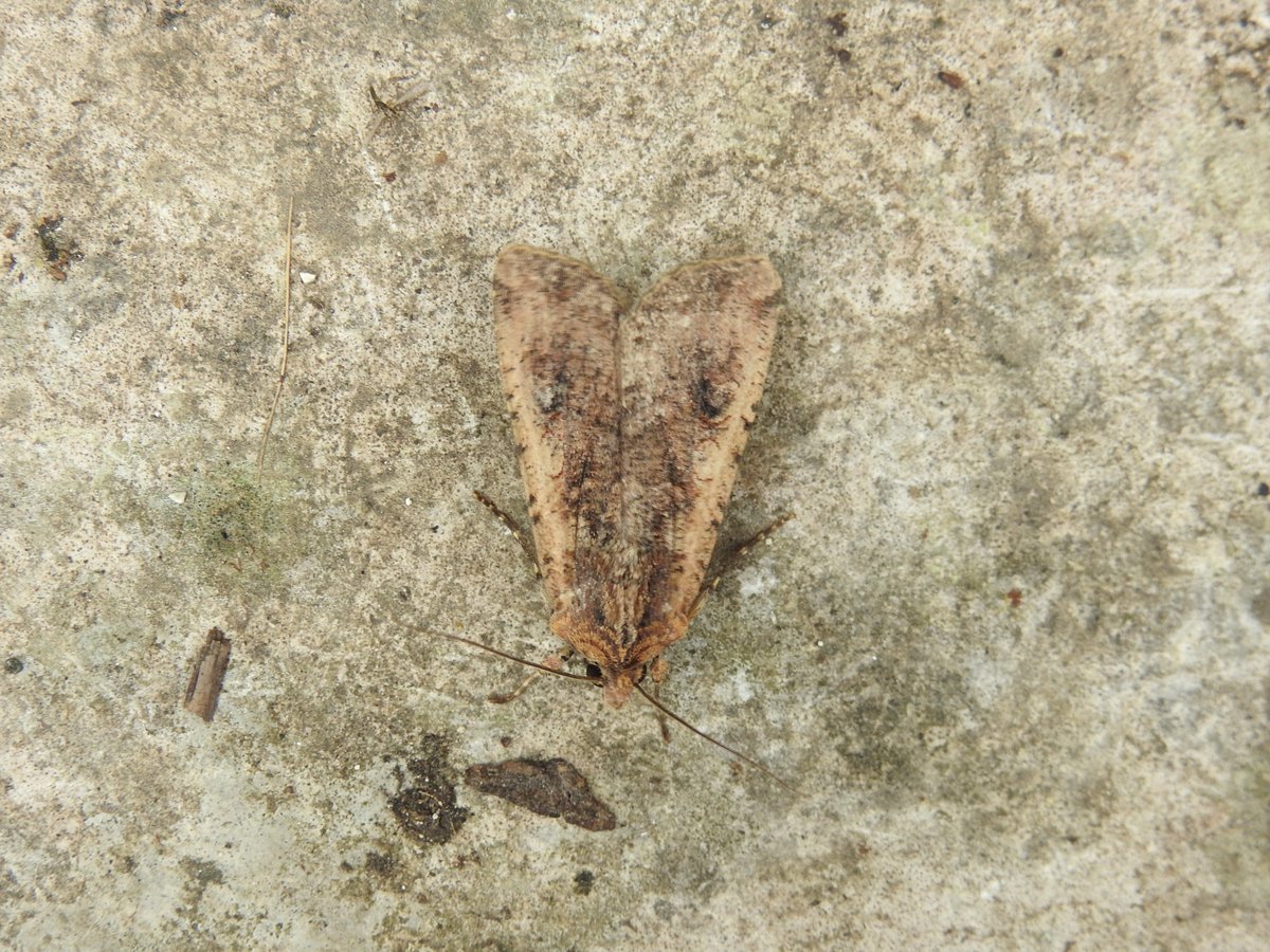 Frank Cavanagh tweet media