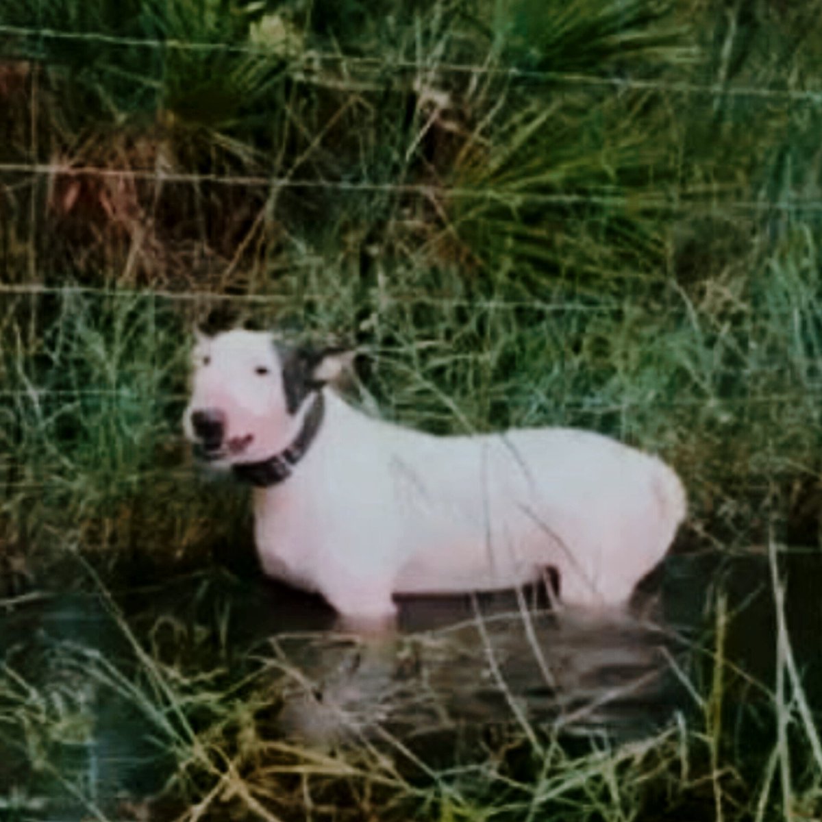 netsysmx1's tweet photo. 🇺🇸🌀🐩 Indignación del Gobernador de Florida en EEUU por el abandono de un Perro que fue atado a una cerca durante el #HuracanMilton, #Ron_DeSantis llama a difundir Información para encontrar al responsable y aplicar leyes sobre #crueldad_animal y hará un proceso para que adopten al #perrito...
°
↑ FloridaVoiceNews