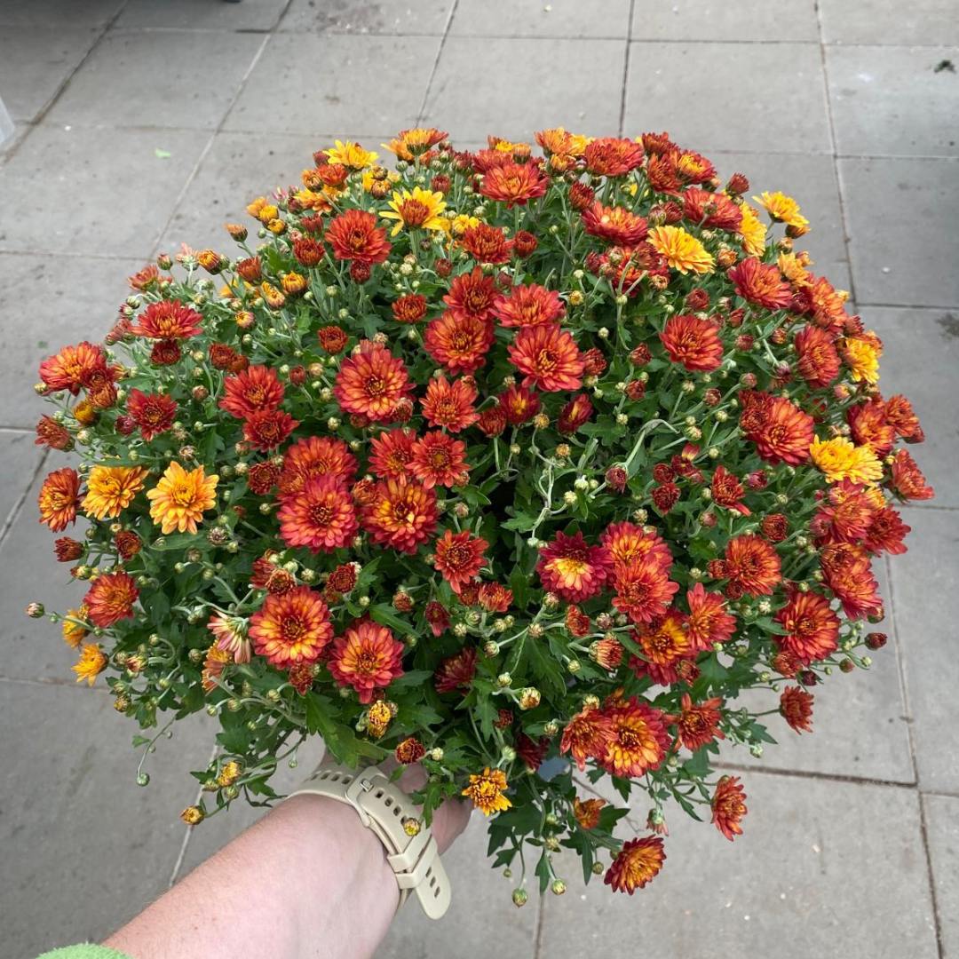 JinaZahrada's tweet image. TÝDENNÍ AKČNÍ NABÍDKA: Vřesovec od 79,-Maceška za 17,-Chryzantéma za 89,-Vřesy od 29,-Brambořík za 99,-Slunečnice za 39,-Granule pro kočky za 29,90 Pamlsky pro psy za 79,90
Otevřeno každý den od 9:00 - 19:00 hod.  #jinazahrada #chryzantemy #vřes #maceška #slunečnice #pamlsky