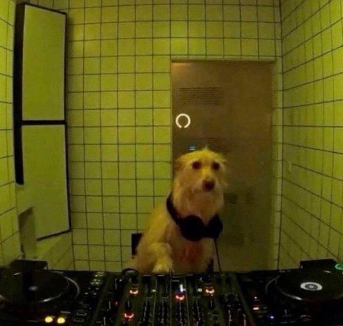 when you’re in the substance bathroom but there’s a dog doing a boiler room set >>>