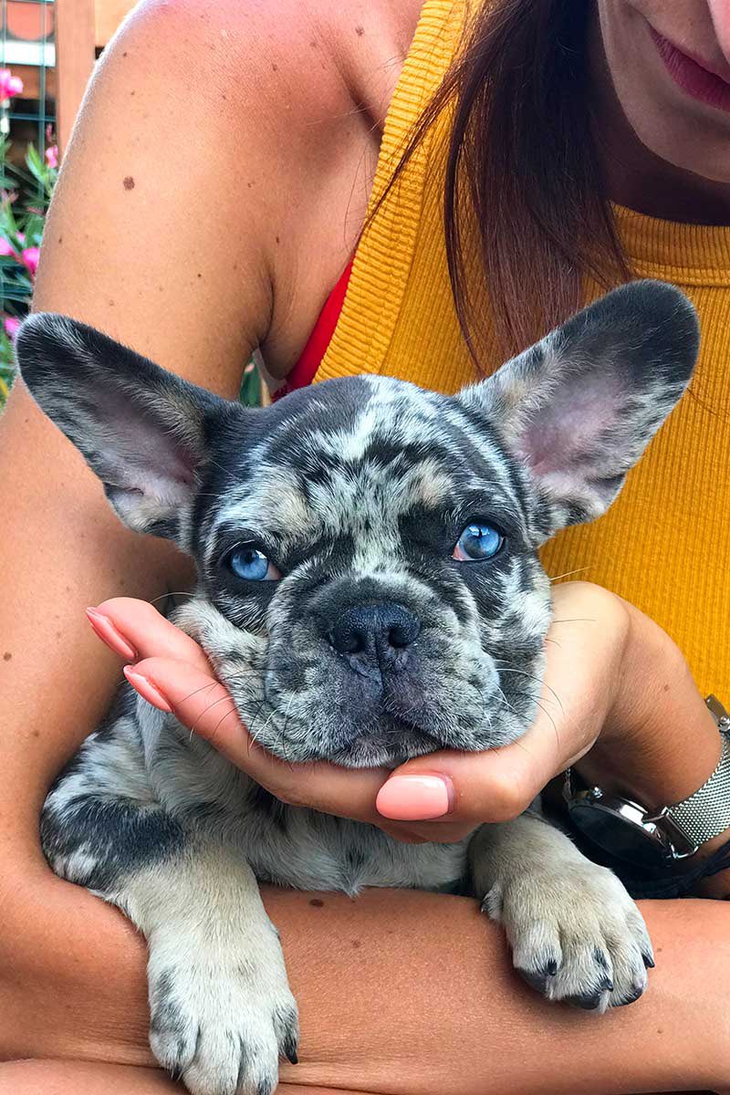 doggtism's tweet photo. In the recent years, numerous aesthetic trends have popped up amongst irresponsible dog breeders looking to make an extra buck. 

Don’t fall for fads! Here’s some popular “red flag” colors, coat types, and more to avoid when looking to buy a dog from a breeder 🧵 https://t.co/J24PQu1Ogp