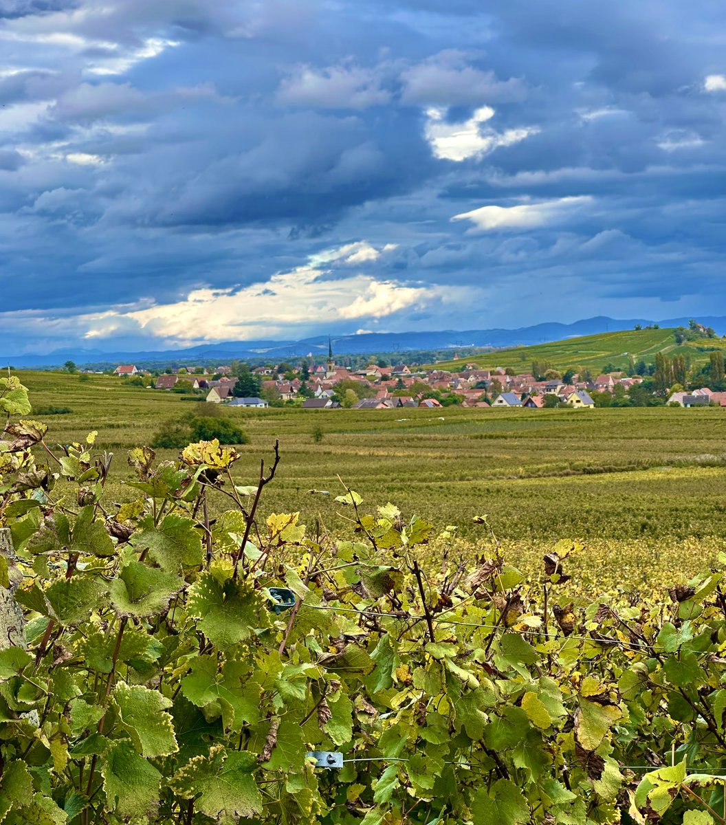 Merci à Jérôme Bauer, viticulteur et Président de la <a href="/cnaoc/">CNAOC</a> pour son invitation à l’occasion des vendanges tardives en #Alsace 🍇

Des échanges riches avec des collègues élus locaux, nationaux et européens sur les enjeux de la filière viticole, un atout majeur pour la 🇫🇷 et l’🇪🇺.