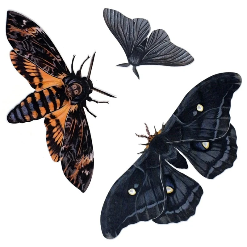 Halloween Death's Head Moth Set.
beautyhabit.com