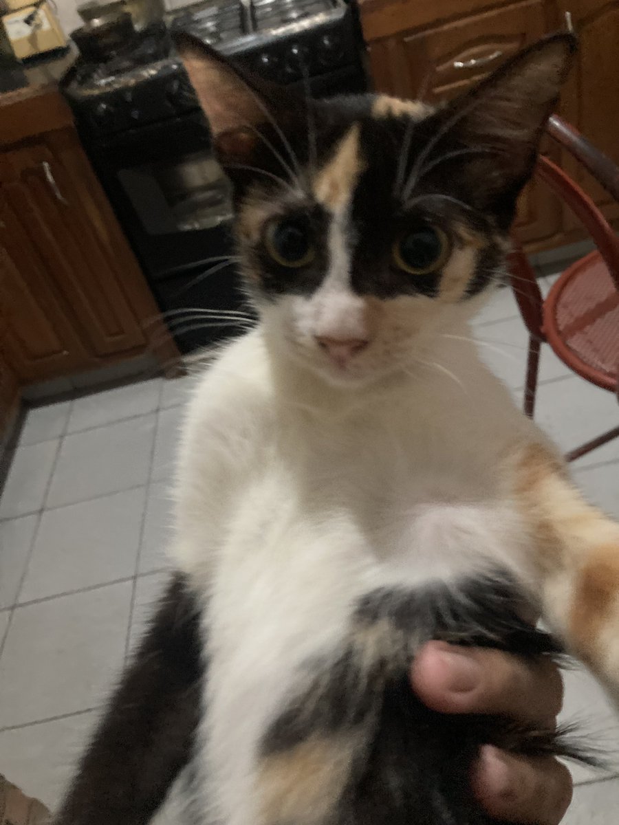 gabilanzillotti's tweet photo. Hola, estoy organizando bingos online por WhatsApp para la manutención de la manada de michis que cuido. En total son 18 gatos. Si nos querés apoyar entra a jugar al link. Ganamos todos.

https://t.co/iXTvHUPZCf…

#gatos #bingoonline #bingo #venezuela #Apagones #ayuda #michis https://t.co/E9lao7zLcR