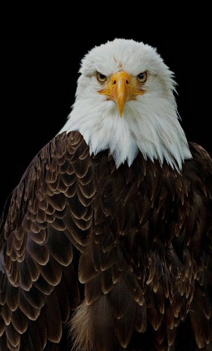 تفسير حلم للطيور الجارحة في المنام ..
الطيور الجارحة تتدل على القوة والسلطة .
واذا كان الطير فوق راسو فهو يدل على الإدارة ..
او ولية لقولة تعالى ...(والطير محشور كل له أبواب)
صدق الله العظيم.. .والله اعلم..
اللهم انصر غزاة وجميع بلاد المسلمين. .
اي شخص معه حلم يستطيع التواصل معي