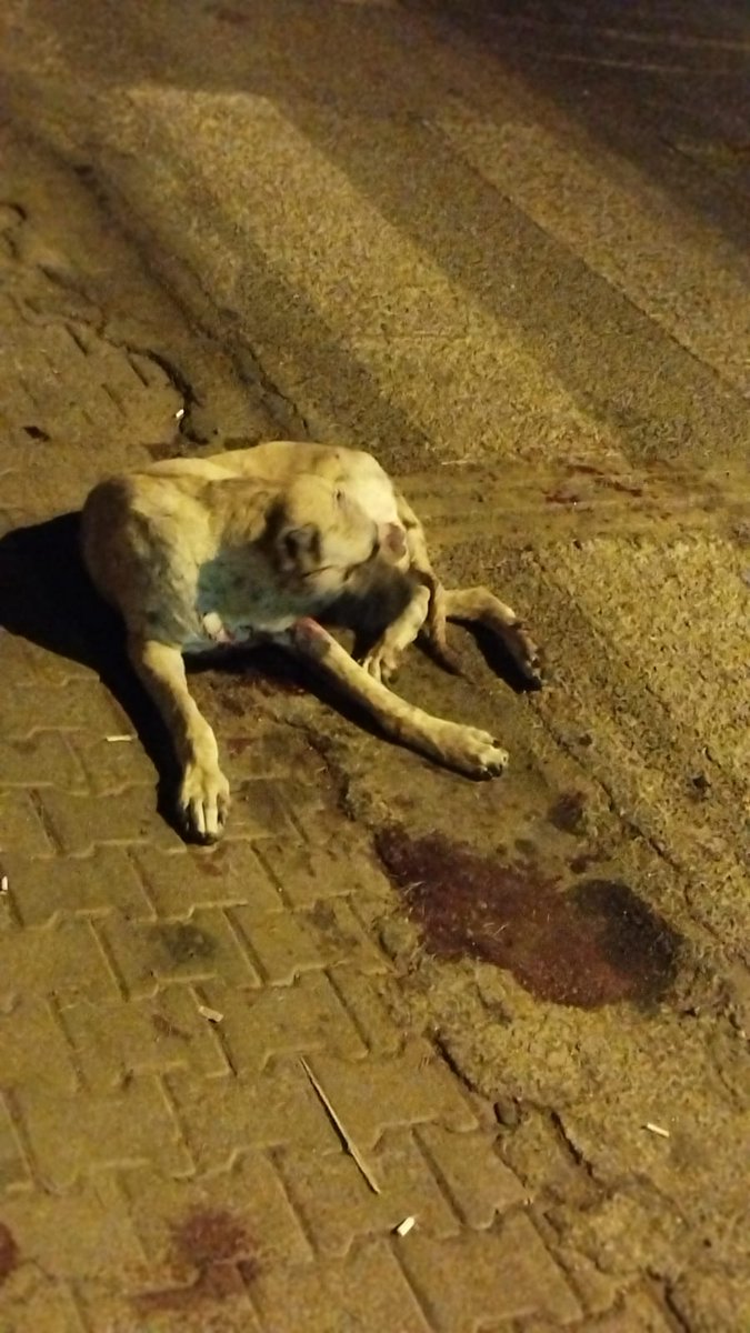 bjklirigby's tweet photo. Az önce sultanhisar kız KYK yurdunun yakınlarımda bir köpeğe araba çarptı. Köpek çok kötü bir durumda can çekişirken tüm yetkili mercileri aramamıza rağmen hepsinden azar işittik ve telefonu yüzümüze kapattılar.
@aydinbsb @OZLEM_CERCIOGLU @TCSultanhisar @hayses19 @hayvandogacevre https://t.co/zHiRtrdtSO